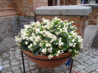 To już tradycja ;-) – jak co roku wysyłam via MMS imieninowe kwiatki dla Anki :-)